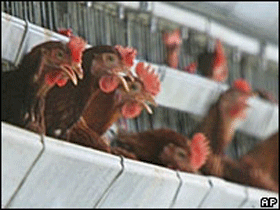 Птицеферма. Фото РБК Птицеферма. Фото РБК