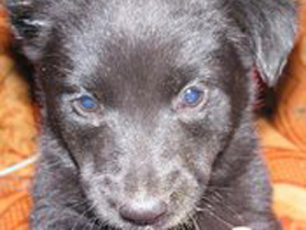 Собачка с отрезанным ухом. Фото Кораблева. Собачка с отрезанным ухом. Фото Кораблева.