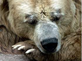 Медведь. Фото с сайта www.photographic.com.ua Медведь. Фото с сайта www.photographic.com.ua