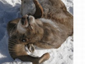 Убитый архар. Фото: с сайта samodiec.livejournal.com Убитый архар. Фото: с сайта samodiec.livejournal.com