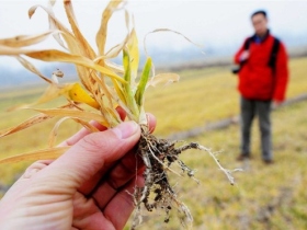 Засуха. Фото: epochtimes.ru Засуха. Фото: epochtimes.ru