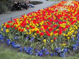 Цветы на клумбе. Фото: gallereyacvetov.org Цветы на клумбе. Фото: gallereyacvetov.org