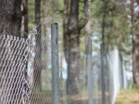 Плененный Золотой Бор. Фото Павла Валерина, Каспаров.Ru Плененный Золотой Бор. Фото Павла Валерина, Каспаров.Ru