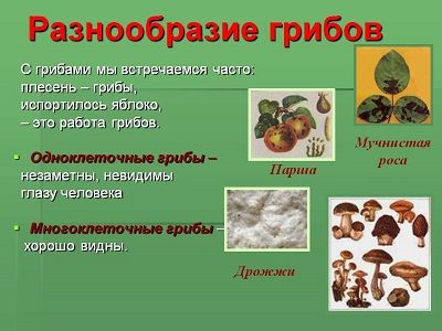 Фото 900igr.net Фото 900igr.net