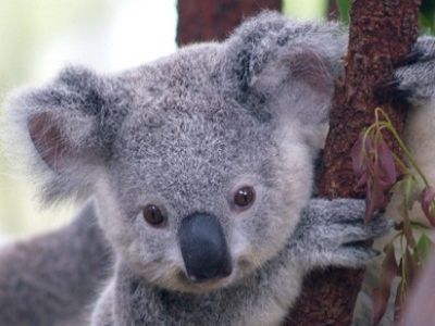 Коала. Источник - http://laprimeraplana.com.mx/ Коала. Источник - http://laprimeraplana.com.mx/