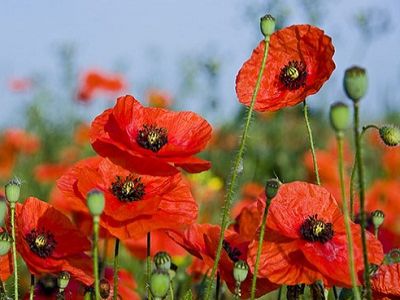 Алые маки - европейский символ Дня Победы. Источник - http://www.sendflowers.ua/ Алые маки - европейский символ Дня Победы. Источник - http://www.sendflowers.ua/