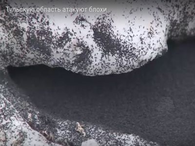 Насекомые в Тульской области. Скриншот: Каспаров.Ru Насекомые в Тульской области. Скриншот: Каспаров.Ru