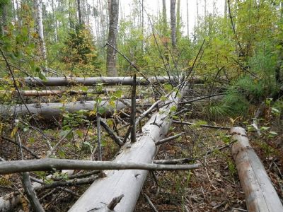 Валежник. Фото: joeve.ru Валежник. Фото: joeve.ru