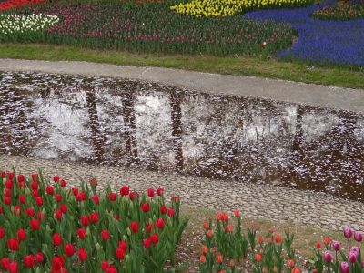 Тюльпаны в парке Сёва в г. Тасикава (Япония). Фото: edo-tokyo.livejournal.com Тюльпаны в парке Сёва в г. Тасикава (Япония). Фото: edo-tokyo.livejournal.com
